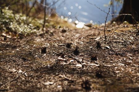 Forest soil with cones and pine needles texture. Blue Lake on backgroundの写真素材
