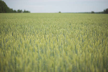 green wheat field and cloudy day