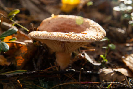 The orange mushroom a coral milky cap growing in wood an autumn season, sunny dayの写真素材