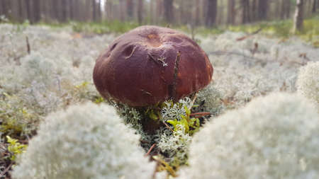 White mushroom from the autumn pinery forest. Ceps in the white lichen