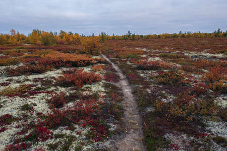 Trail in autumn forest tundraの写真素材
