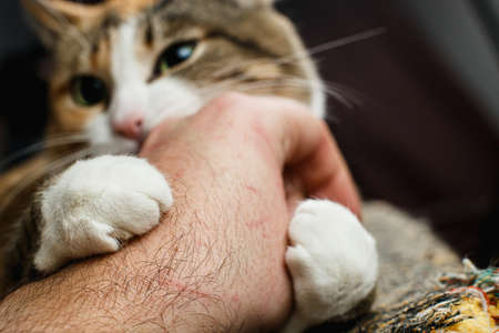 Cute red cat gnaws and scratches the owners handの写真素材