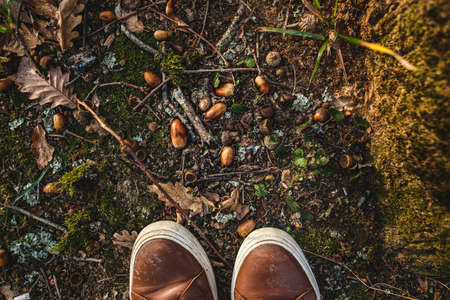 Feet in sneakers on ground with autumn oak leaves and acorns, top viewの写真素材