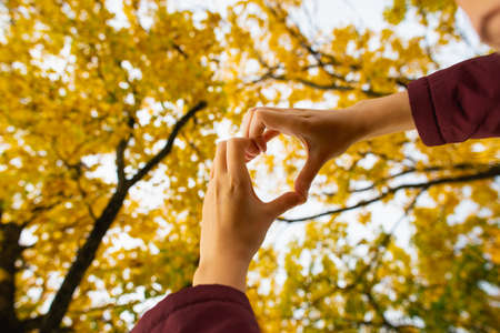 Female Hand Making Heart Shape in the yellow lautumn leaves backgroundの写真素材