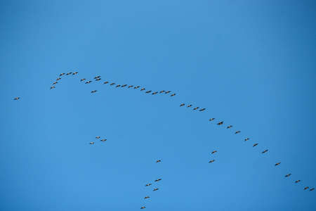 Silhouette of flying birds