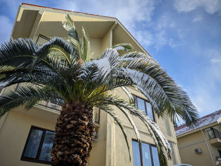 Palm trees and other subtropical plants in the snow on a sunny winter morningの写真素材