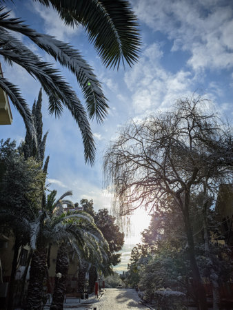Palm trees and other subtropical plants in the snow on a sunny winter morningの写真素材