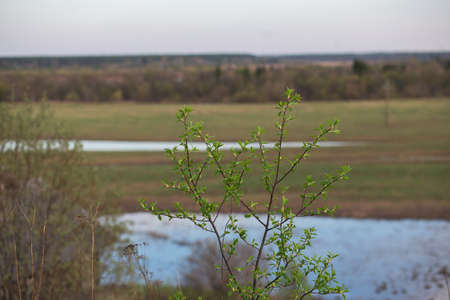 Young foliage and spring rivers in early springの写真素材