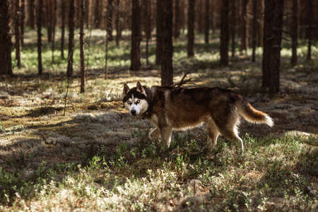 Siberian husky walking in a spring pine forest in sunny weather