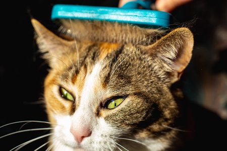 Woman grooming her redhead domestic cat with furminator closeup viewの写真素材