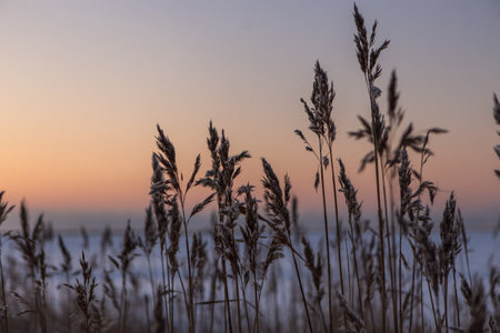 Dry reed covered with frost. High frozen stalks of reeds on the shore of a sea. Winter, silent dusk colors.の写真素材