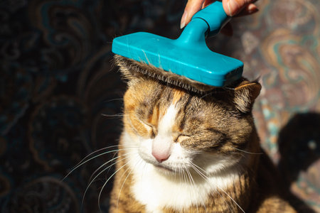 Cat gnaws furminator overflowing with wool.