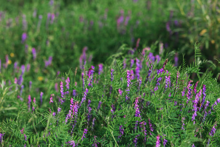 A beautiful field of magenta flowers, surrounded by herbaceous plants and shrubs in a grassland setting, creating a stunning display of colorの写真素材