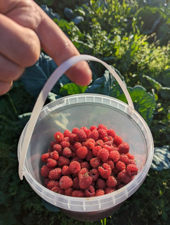 A hand holds a bucket that is brimming full of bright red raspberries set against a backdrop of lush...