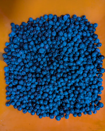 Here is a closeup view showcasing a vibrant collection of blue berries beautifully arranged on an...