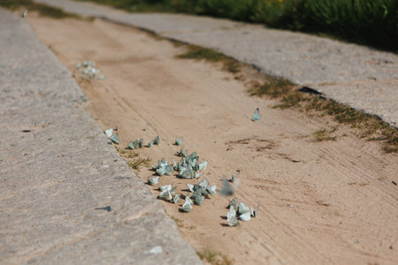 A close-up of tiny green leaves scattered along a sandy pathway, creating a serene and natural atmosphere.の写真素材