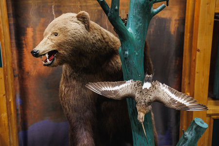 Discover this stunning taxidermy display featuring a lifelike grizzly bear alongside an intricately mounted bird, set against a natural backdrop.の写真素材