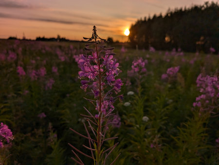 A beautiful sunset casts a warm glow over a vibrant field of pink wildflowers, creating a peaceful and tranquil atmosphere in nature.の写真素材