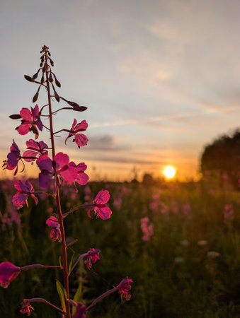 A stunning view of vibrant pink wildflowers silhouetted against a golden sunset, creating a tranquil and picturesque landscape.の写真素材