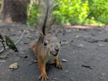 A playful squirrel exploring its surroundings, showcasing its vibrant fur and curious demeanor, set against a lush green background.の写真素材