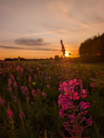 A breathtaking view of pink wildflowers basking in the warm glow of sunset, creating a tranquil atmosphere in nature.の写真素材