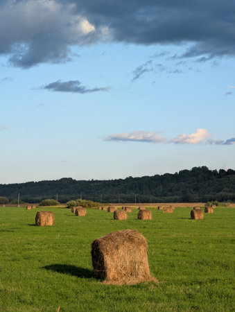 A picturesque landscape featuring rows of hay bales in a lush green field, complemented by a clear blue sky with fluffy clouds.の写真素材