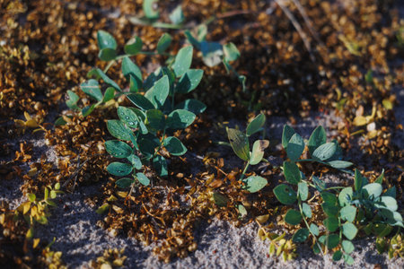 A close-up of resilient green plants thriving in a sandy, dry landscape, showing nature's adaptability.の写真素材