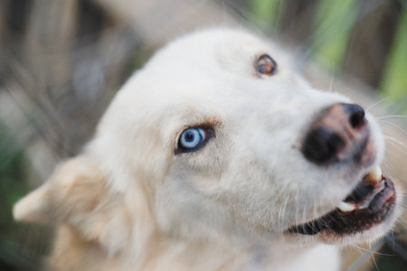 An energetic dog sporting unique blue eyes gracefully captures a breathtaking moment in natures...