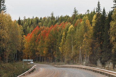 A winding dirt road means its way through a picturesque forest, showcasing trees that are...
