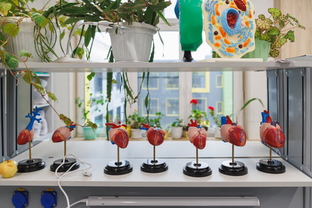 A bright classroom or lab with colorful anatomical heart models arranged in a row under potted plants and windows, ideal for educationの写真素材