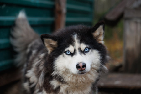 curious noble dog, portrait capturing noble and curious expression of fluffy husky outdoors