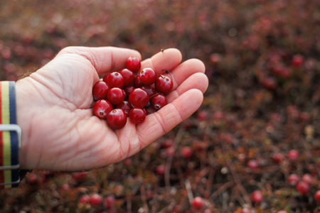 cranberries in palm, fresh berries held in hand, hand cradles ripe cranberries with rustic braceletの写真素材