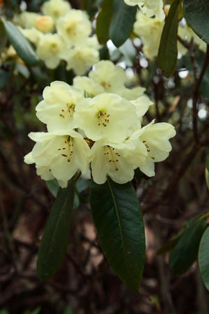 Yellow azaleaの写真素材