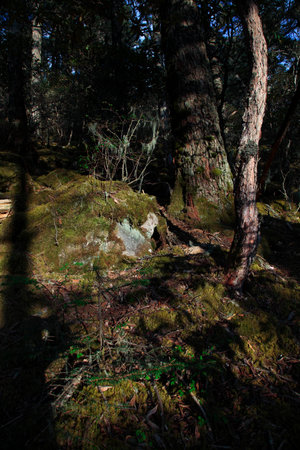 Primeval forest landscapeの写真素材