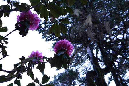 Alpine azaleaの写真素材