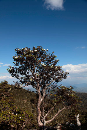 Tree of azaleaの写真素材