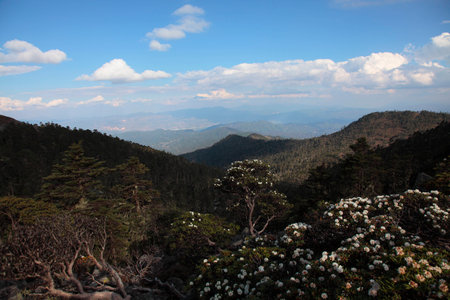 Landscape of mountain and azaleaの写真素材