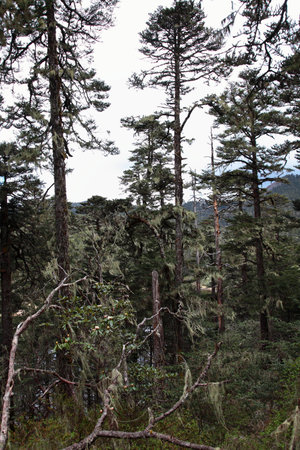 Trees in the forestsの写真素材