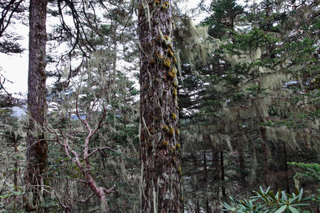 Trees in the forestsの写真素材
