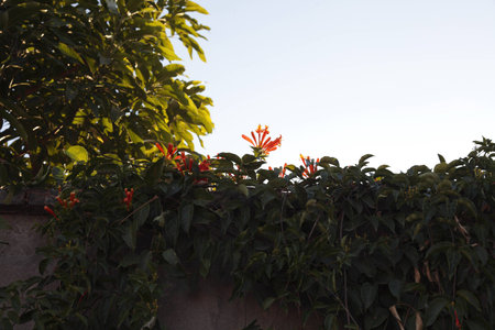 Wall with plant and flowerの写真素材