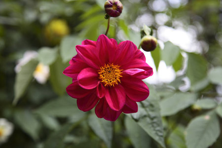 Flowerの写真素材