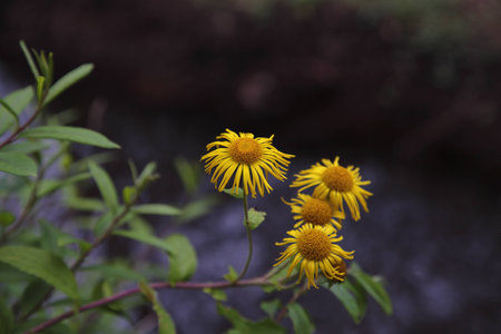 Wildflowersの写真素材