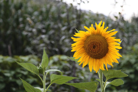 Sunflowerの写真素材