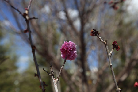 plum blossom in winterの写真素材