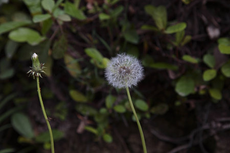 Dandelionの写真素材