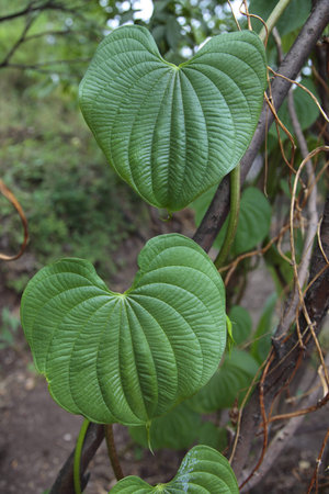 Plant Heartの写真素材
