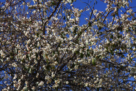 Plum flowerの写真素材