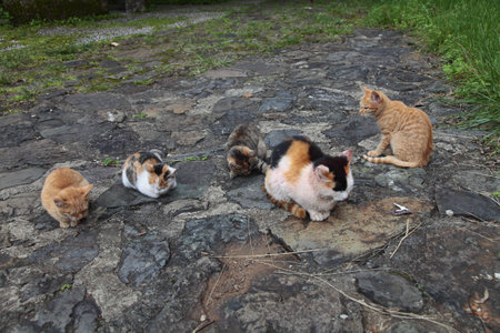 Catsの写真素材