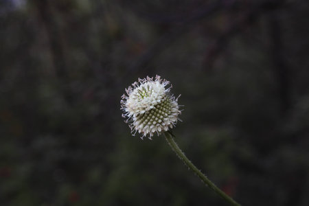 Wildflowersの写真素材