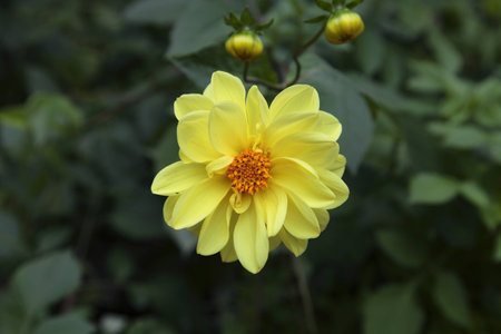 Wildflowersの写真素材